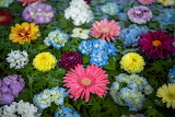 Colorful Rainbow Flower Garden Jigsaw Puzzle