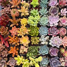 Colorful Succulents Jigsaw Puzzle