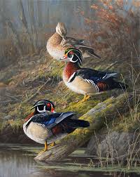 Desenhos de Colorful Wood Ducks Jigsaw Puzzle para colorir