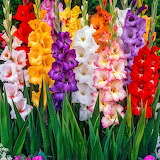 Colors of Gladiolus Jigsaw Puzzle