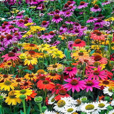 Cone Flowers Mixed Jigsaw Puzzle