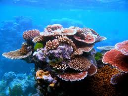Desenhos de Coral Triangle Jigsaw Puzzle para colorir