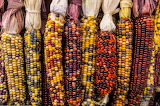 Corn Jigsaw Puzzle