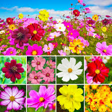 Cosmos Flowers Jigsaw Puzzle 2