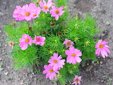 Cosmos Flowers Jigsaw Puzzle
