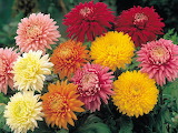 Crizanteme Flower Jigsaw Puzzle