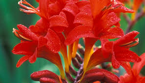 Crocosmia Lucifer Jigsaw Puzzle