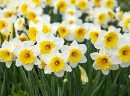 Daffodils Spring Flowers Jigsaw Puzzle