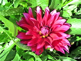 Dahlia Flower Jigsaw Puzzle 2