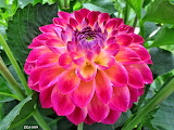 Dahlia Flower Jigsaw Puzzle 3