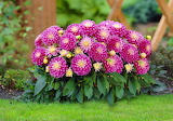 Dahlias Flower Jigsaw Puzzle