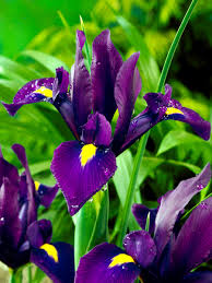 Dark-Purple Iris Flower Jigsaw Puzzle