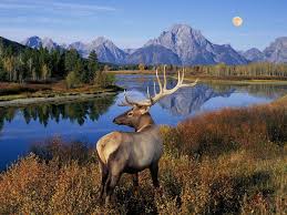 Deer by the Lake Jigsaw Puzzle