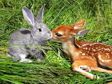 Deer Cub and Rabbit Jigsaw Puzzle