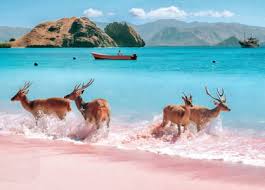 Deer on the Beach Jigsaw Puzzle