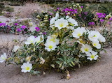 Desert Wildflowers Jigsaw Puzzle