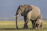 Elephants in Wildlife Jigsaw Puzzle