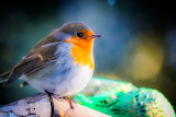 European Robin Bird Jigsaw Puzzle