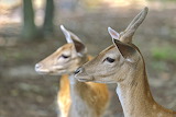 Fallow Deer Jigsaw Puzzle