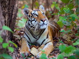 Female Bengal Tiger, India Jigsaw Puzzle