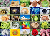 Fibonacci Spirals in Life Jigsaw Puzzle