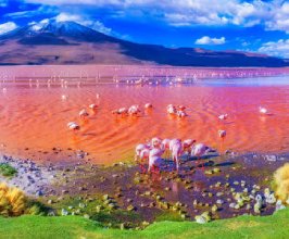 Desenhos de Flamingos in Bolivia Jigsaw Puzzle para colorir