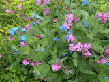 Fleur Sauvage (Wildflower) Jigsaw Puzzle