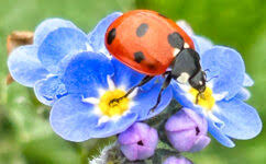 Desenhos de Flower and Ladybug Jigsaw Puzzle para colorir