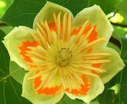 Desenhos de Flower of Tulip Poplar Jigsaw Puzzle para colorir