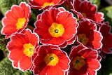 Flowers Primrose Art Jigsaw Puzzle