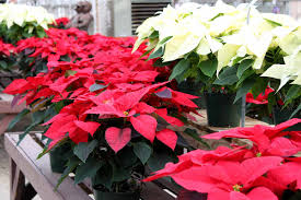 Fresh Poinsettia Jigsaw Puzzle