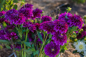 Fresh Purple Dahlia Flowers Jigsaw Puzzle