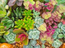 Fresh Succulents Jigsaw Puzzle
