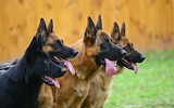 German Shepherds Jigsaw Puzzle