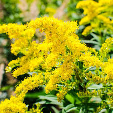 Goldenrod Flower Jigsaw Puzzle