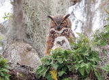 Great Horned Owl Jigsaw Puzzle