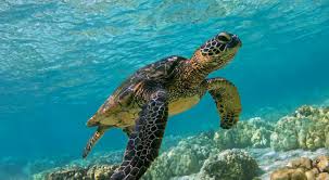 Green Sea Turtle Jigsaw Puzzle