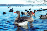 Grey Goose Jigsaw Puzzle