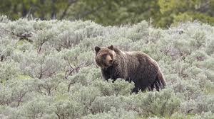 Grizzly Bear in Yellowstone National Park Puzzles Jigsaw