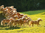 Haflinger Horses Jigsaw Puzzle