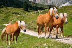 Haflinger Mountain Horses Jigsaw Puzzle