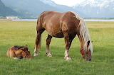 Horse and Foal Jigsaw Puzzle