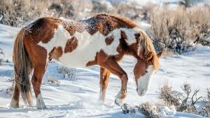 Horse Mammals In Winter Snow Jigsaw Puzzle