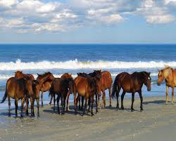 Horses and the Sea Jigsaw Puzzle