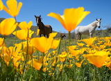 Horses Behind Flowers Jigsaw Puzzle