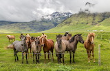 Horses In The Green Mountains Jigsaw Puzzle