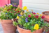 Houseplants Jigsaw Puzzle