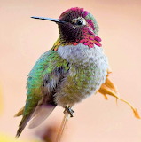 Hummingbird Pretty Jigsaw Puzzle