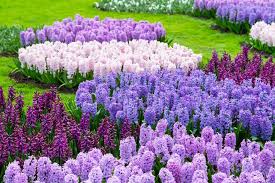 Desenhos de Hyacinth Garden Jigsaw Puzzle para colorir