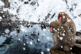 Jigokudani Monkey Park, Japan Jigsaw Puzzle